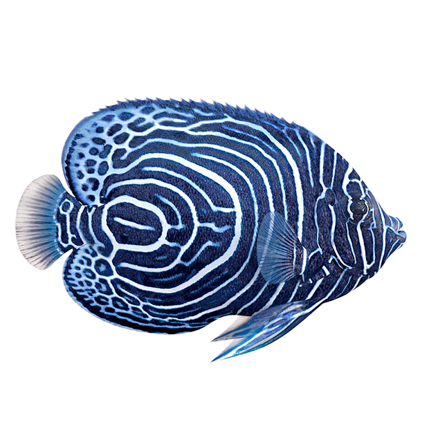 Imagem do peixe Anjo Imperador